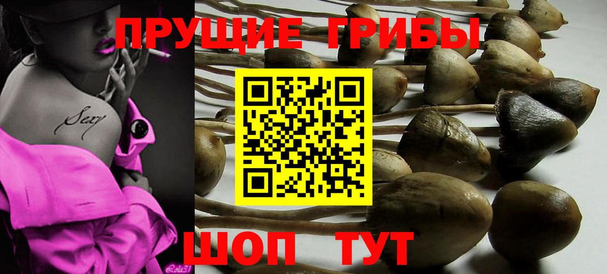 Галлюциногенные грибы GOLDEN TEACHER  Галлюциногенные грибы прущие грибы  Вход с VPN  Новороссийск 